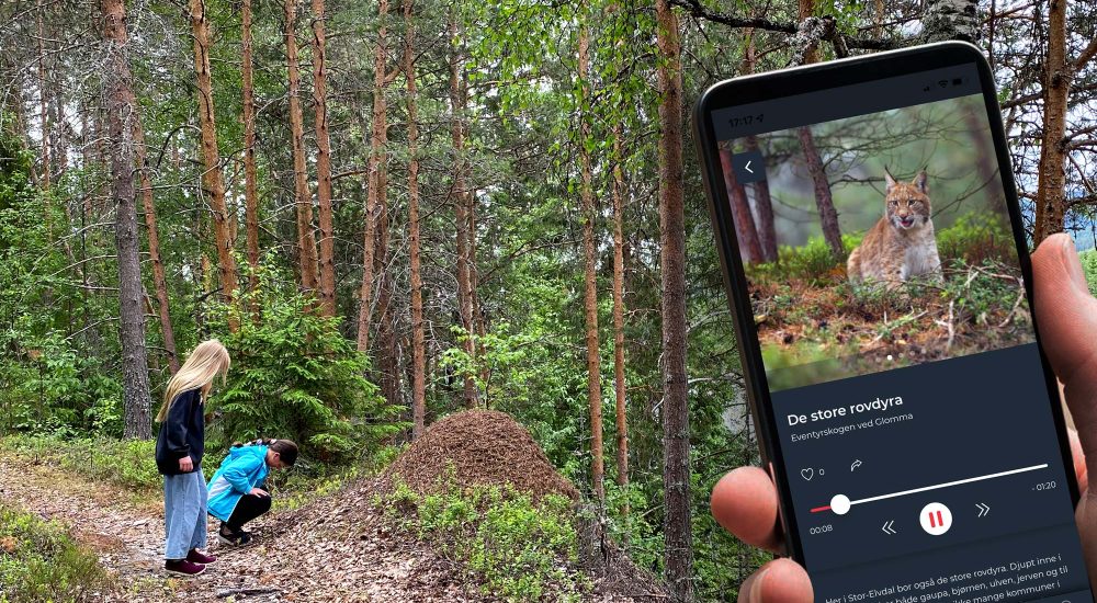 Audioguide hos besøkssenter rovdyr i Østerdalen